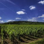 Transformación digital en analítica de datos: un aliado para el control de gastos y la optimización de ventas de la industria vitivinícola
